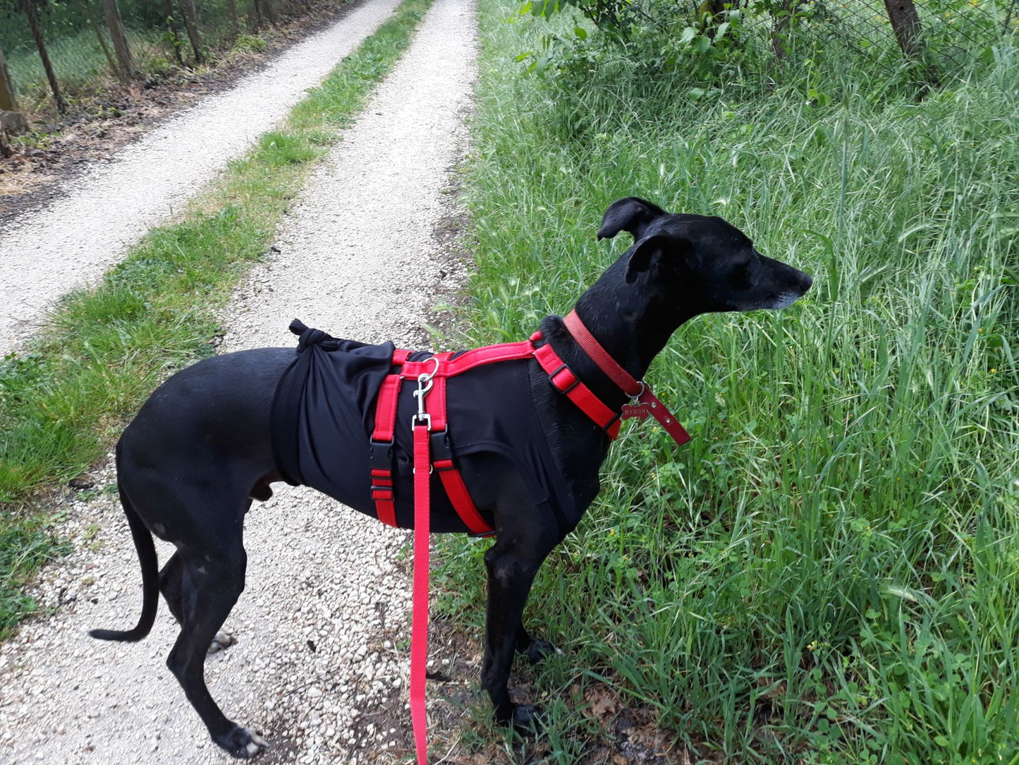 Pettorina ad H per cane No Escape - Connecto.dog