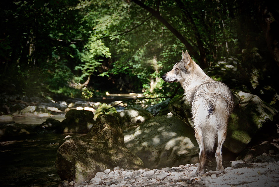 Guinzaglio per cani Wolf Camp Collection