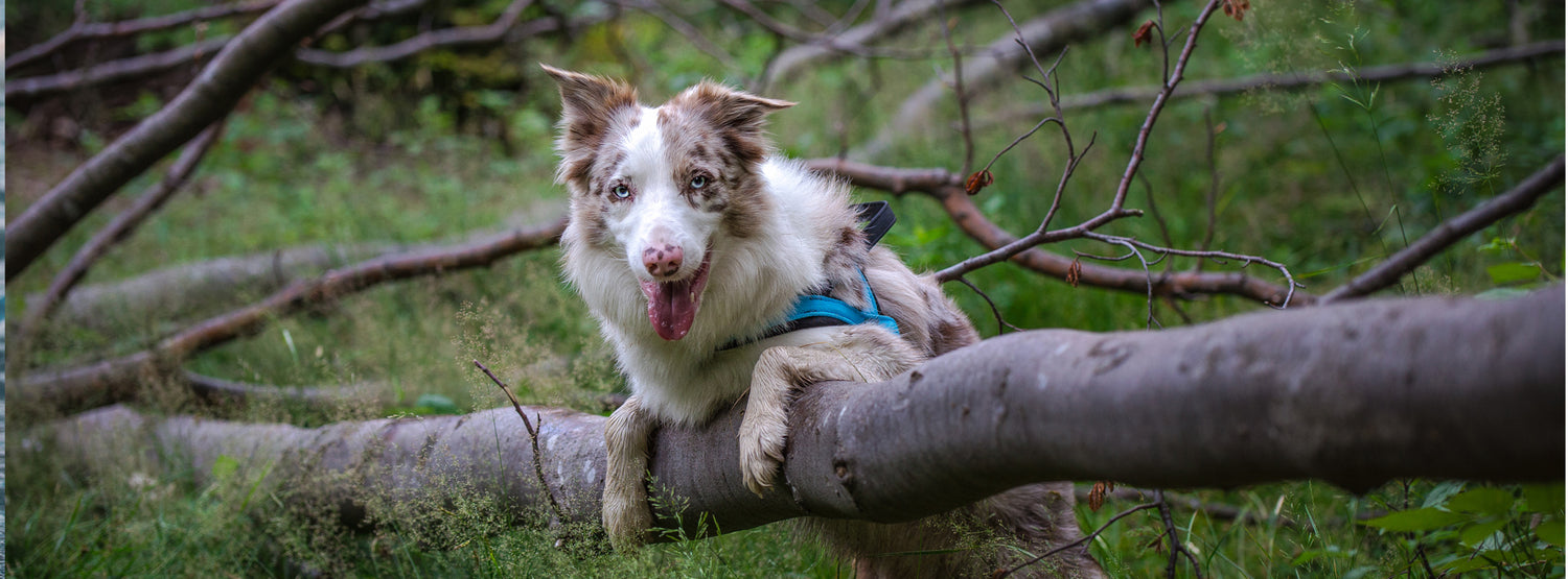 Pettorina per cani