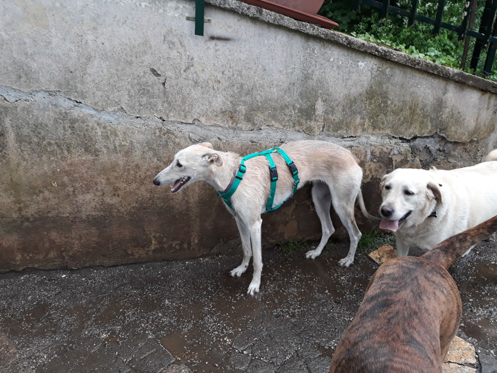 Pettorina ad H per cane No Escape - Connecto.dog