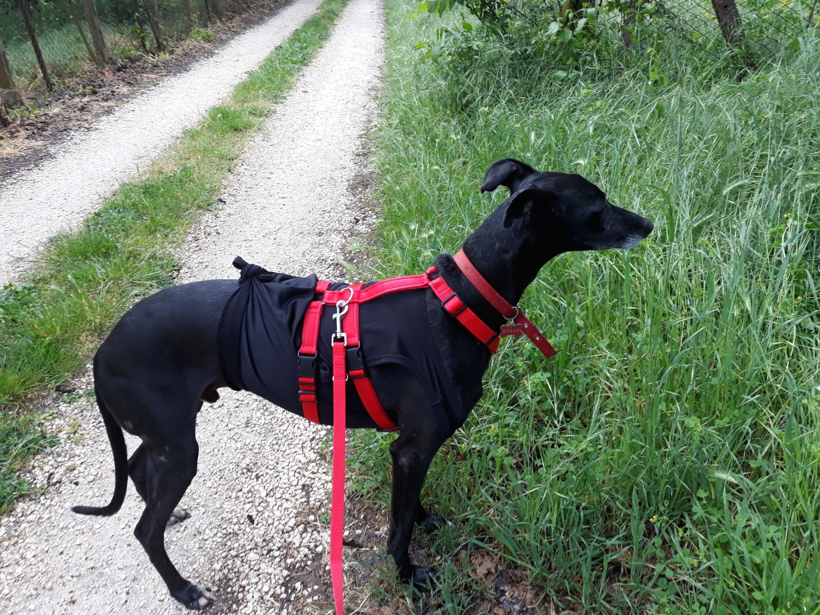 Pettorina ad H per cane No Escape - Connecto.dog