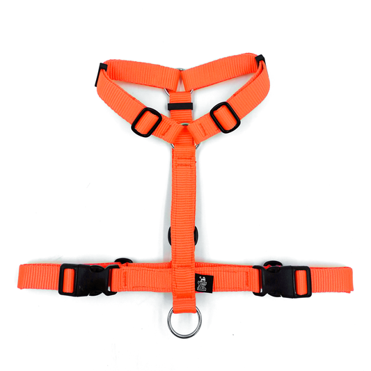 Pettorina ad H per cane Arancione fluo - Connecto.dog