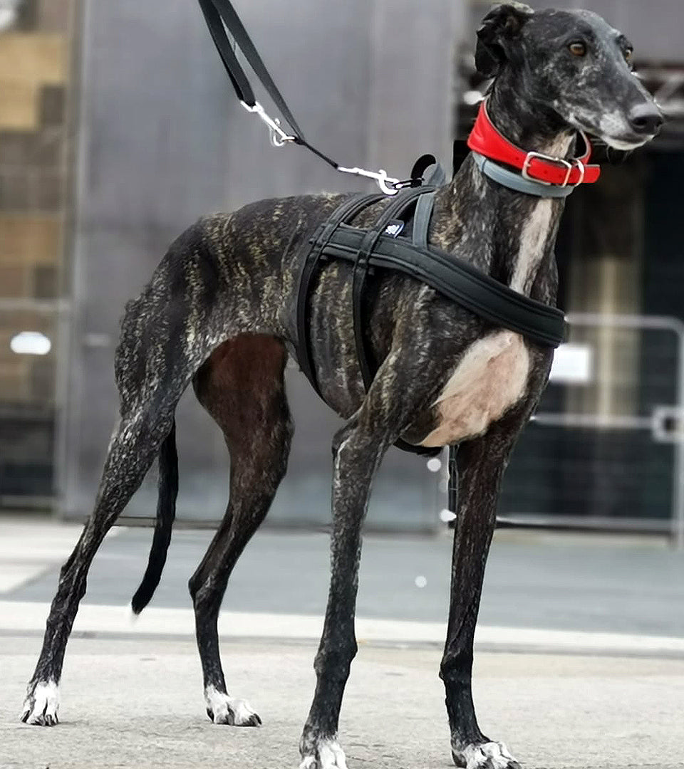 Pettorina Antifuga Norvegese Iditarod - Connecto.dog